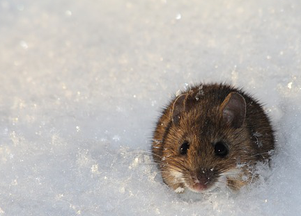 white-footed mouse